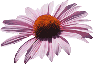 Coneflower image